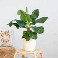 Plantje Musa Dwarf Cavendish - Bananenplant - P21