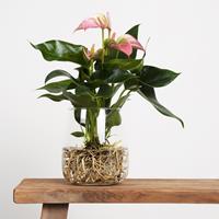 Plantje Anthurium in Vaas - DIY