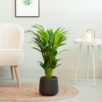 Plantje Areca Lutescens (Dypsis Lutescens) - P17