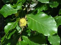 Tuinplant.nl Groene treurbeuk