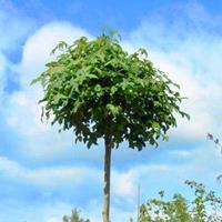 Tuinplant.nl Bol-amberboom op stam