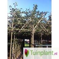 Tuinplant.nl Lei Tulpenboom