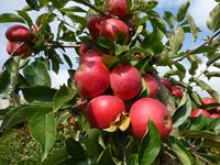 Tuinplant.nl Dikke appelboom karakterstruik