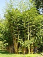 Tuinplant.nl Hotei-bamboe