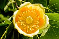 Tuinplant.nl Amerikaanse Tulpenboom struikvorm