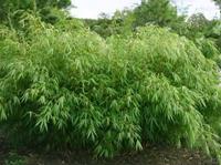 Tuinplant.nl Niet woekerende bamboe