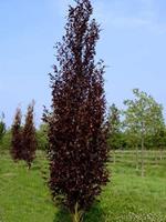 Tuinplant.nl Rode beukenboom
