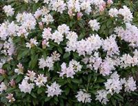 Tuinplant.nl Rhododendron