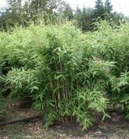 Tuinplant.nl Niet woekerende bamboe