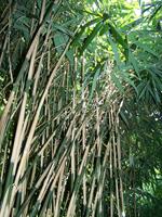 Tuinplant.nl Japanse bamboe
