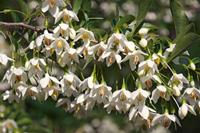 Tuinplant.nl Japanse storax