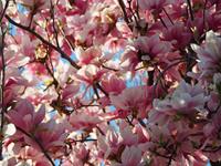 Tuinplant.nl Beverboom Boomvorm