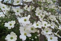 Tuinplant.nl Oostamerikaanse kornoelje boom