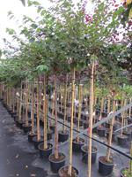 Tuinplant.nl Japanse treurboom sierkers