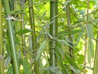 Tuinplant.nl Hotei-bamboe