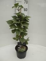 Tuinplant.nl Hortensia klimplant