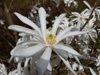 Tuinplant.nl Magnolia boomvorm