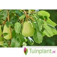 Tuinplant.nl Leipeerboom