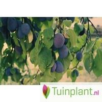 Tuinplant.nl Leipruimenboom