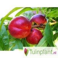 Tuinplant.nl Lei-nectarine