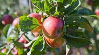 Tuinplant.nl Patio appelboom