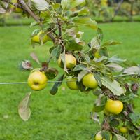 Tuinplant.nl Zuil-appelboom