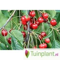 Tuinplant.nl Zuil-kersenboom