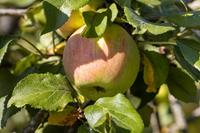 Tuinplant.nl Dikke Lei-appelboom