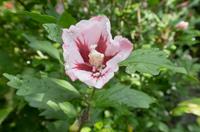 Tuinplant.nl Hibiscus op stam