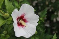 Tuinplant.nl Hibiscus op stam