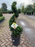 Tuinplant.nl Buxus vervanger spiraalvorm