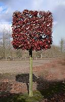 Tuinplant.nl Amberboom