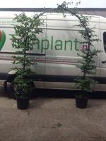 Tuinplant.nl Groene beuk boog