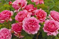 Tuinplant.nl Roze Engelse roos