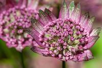 Tuinplant.nl Zeeuws Knoopje