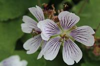 Tuinplant.nl Ooievaarsbek