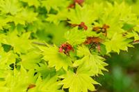 Tuinplant.nl Japanse esdoorn