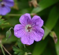 Tuinplant.nl Ooievaarsbek