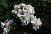 Tuinplant.nl Schoenlappersplant