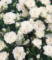 Tuinplant.nl Witte bodembedekkende roos