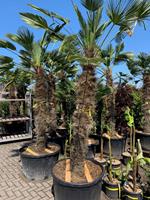 Tuinplant.nl Winterharde palm
