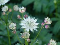 Tuinplant.nl Zeeuws knoopje