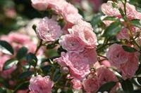 Tuinplant.nl Roze bodembedekkende roos