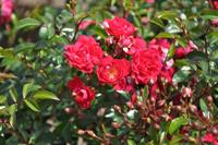 Tuinplant.nl Rode bodembedekkende roos