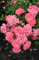 Tuinplant.nl Zalm/Roze bodembedekkende roos