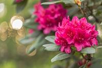 Tuinplant.nl Dwerg rhododendron
