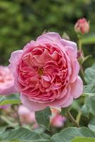Tuinplant.nl Zalm/Roze Engelse roos