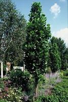 Tuinplant.nl Tulpenboom struikvorm