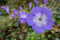 Tuinplant.nl Ooievaarsbek