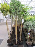 Tuinplant.nl Japanse Kardinaalshoed op stam